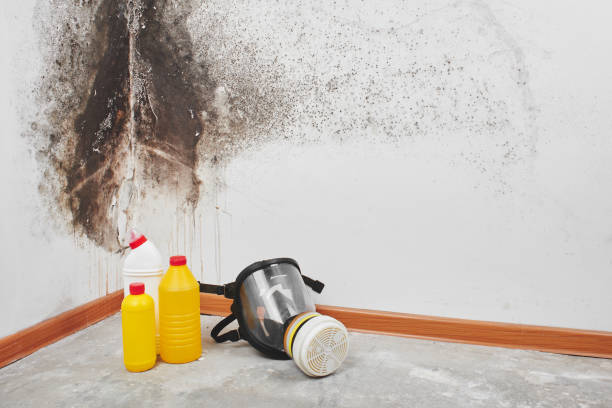 Best Commercial Mold Removal  in Sussex, NJ