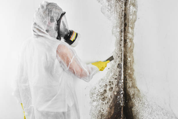 Best Mold Cleaning Services  in Sussex, NJ