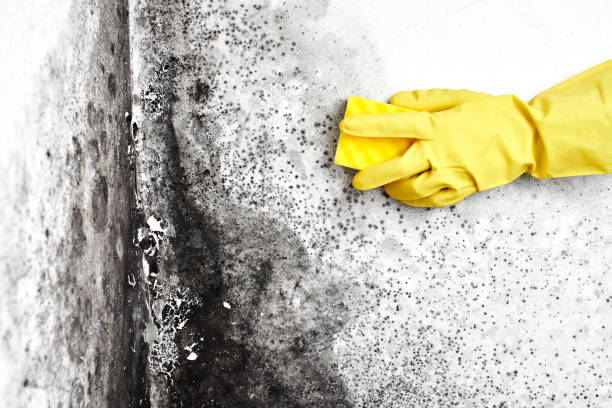 Best Mold Removal Company Near Me  in Sussex, NJ