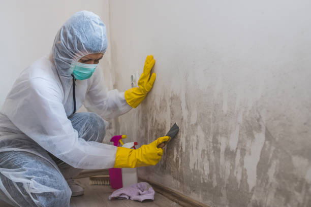 Best Certified Mold Removal  in Sussex, NJ