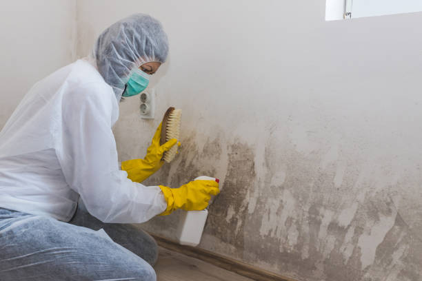 Best Residential Mold Removal  in Sussex, NJ