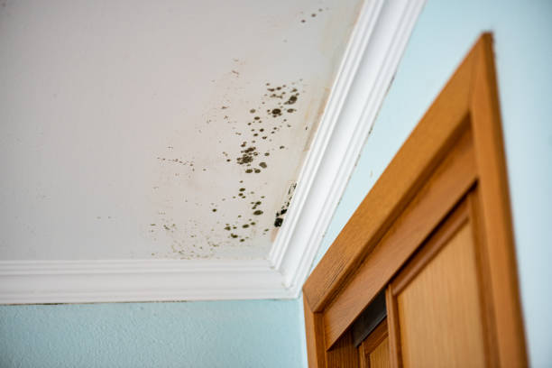 Best Same-Day Mold Removal  in Sussex, NJ