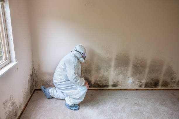 Best Professional Mold Removal  in Sussex, NJ