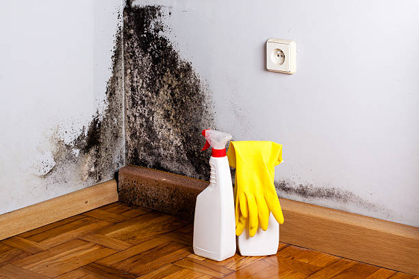 Best Office Mold Removal Services  in Sussex, NJ