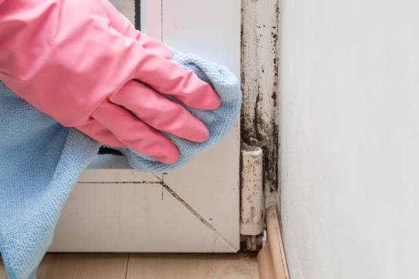 Best Black Mold Removal  in Sussex, NJ