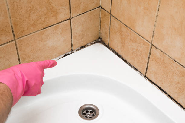 Best Mold Removal Near Me  in Sussex, NJ